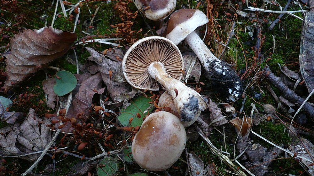 40697085fe758c571d0abf66a913d54c6bba03c5 jpg