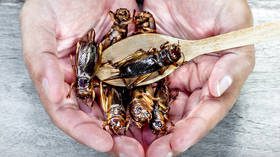 إن الاتحاد الأوروبي يفضل أن يأكل الحشرات بدلاً من أن يكون صادقاً في التعامل مع مشاكل الطاقة التي يعاني منها