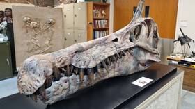 اكتشاف أنواع جديدة من الديناصورات في الصحراء الكبرى (صور/فيديو)