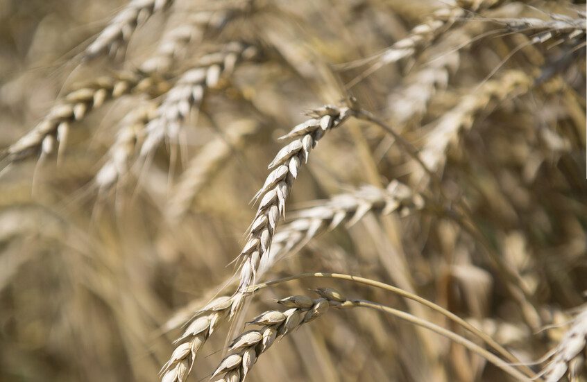 بوتين: روسيا ومصر يمكنهما مناقشة إنشاء مركز للحبوب والطاقة