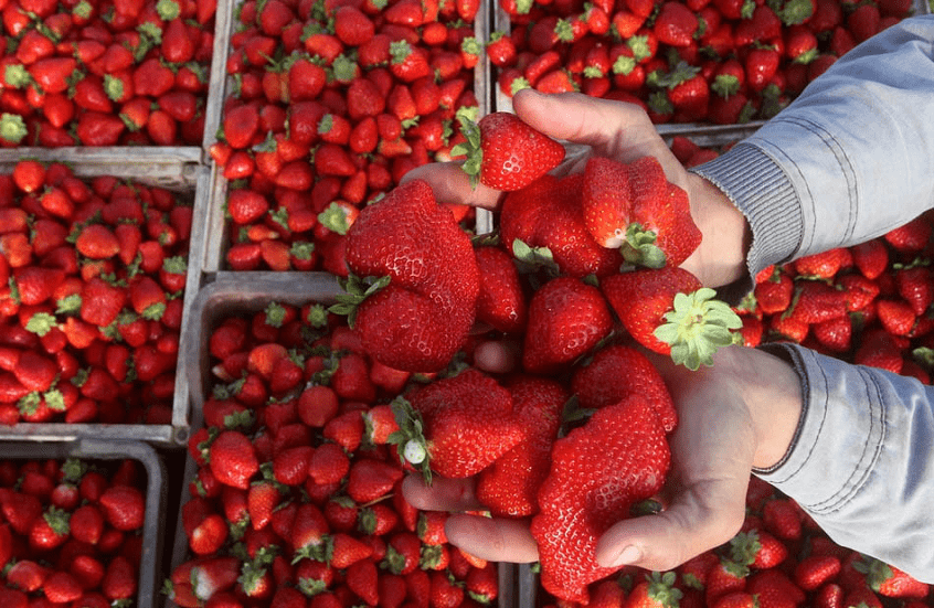 فراولة مسرطنة تثير مخاوف في مصر.. بيان حكومي يكشف الحقائق