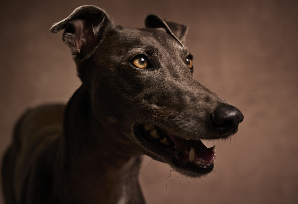 69e0f27f423604430e58e80d PNG