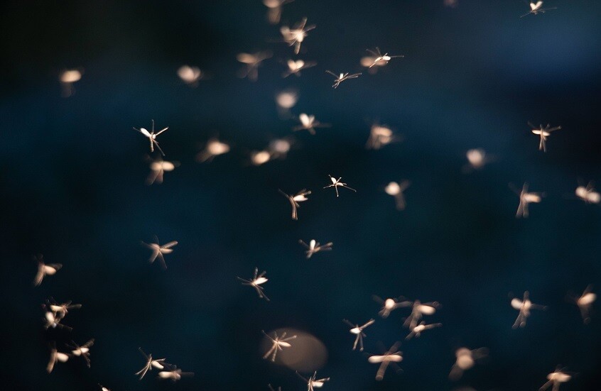 البعوض في آيسلندا إشارة مبكرة على تحولات بيئية في القطب الشمالي