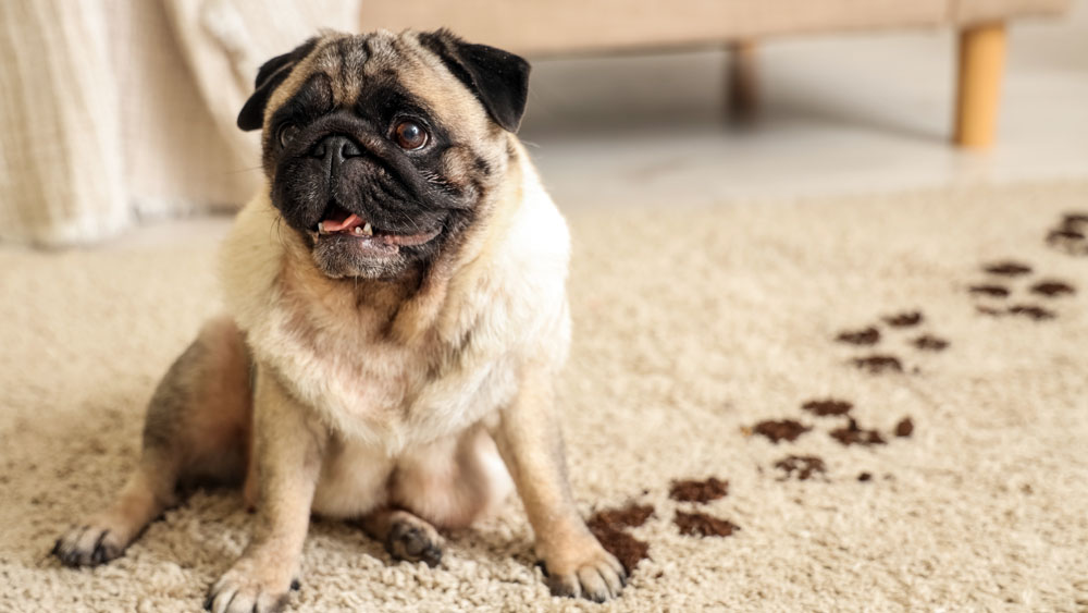 83bea7f8bab501a7478864cb66b6d8e9e2d30067 jpg