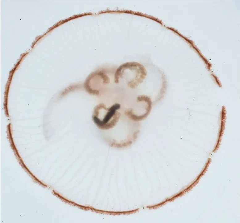 Aurelia aurita With Worms 777  215 721 jpg