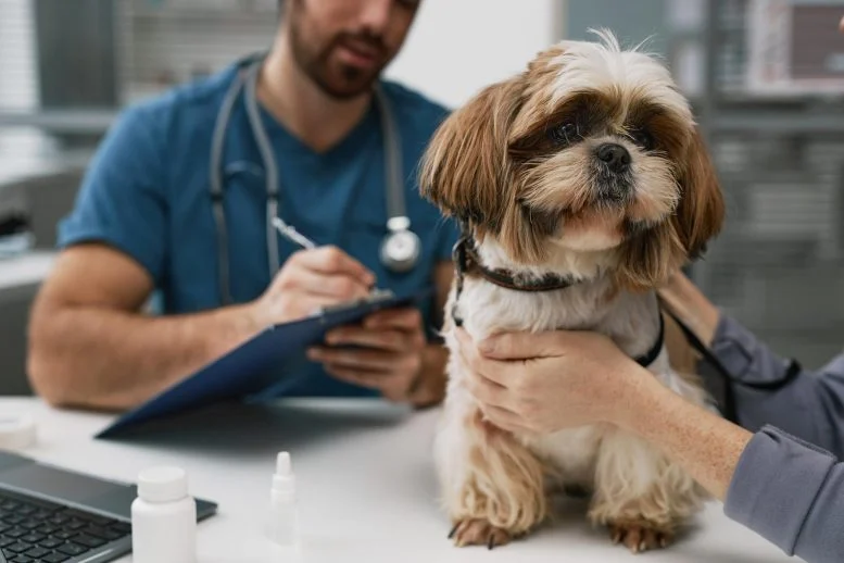 Cute Yorkshire Terrier Dog Sitting Veterinarian Table 777  215 518 jpg