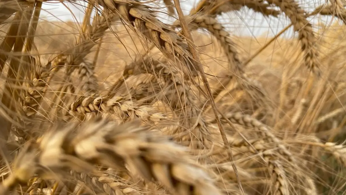 D982D985D8AD D8B5D988D8B1D8A9 2 1686743856 jpeg