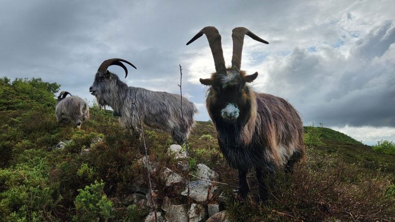 Goats Grazing on Rocky Hillside 777  215 437 jpg