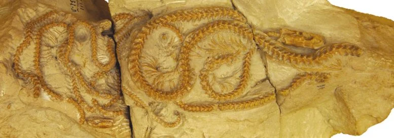 Hibernophis breithaupti Fossil 777  215 273 jpg