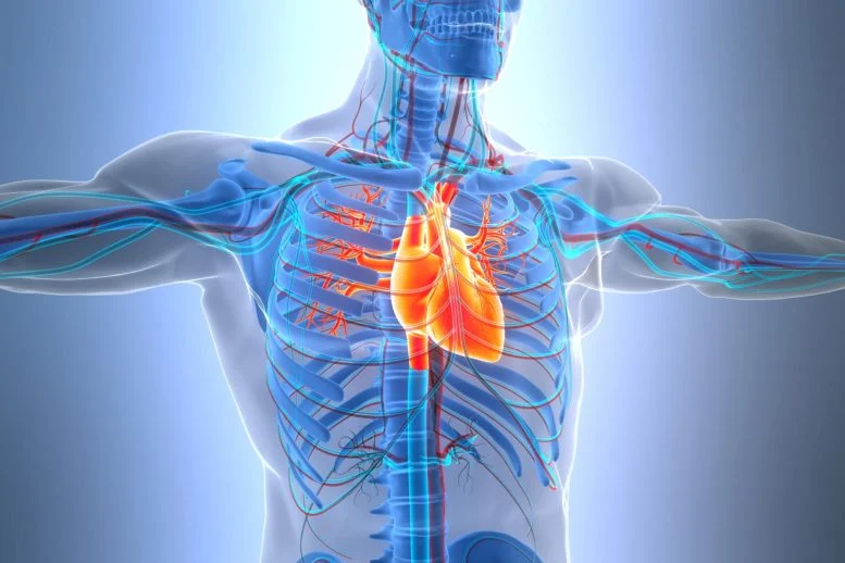 Human Anatomy Circulatory System Heart 777  215 518 jpg