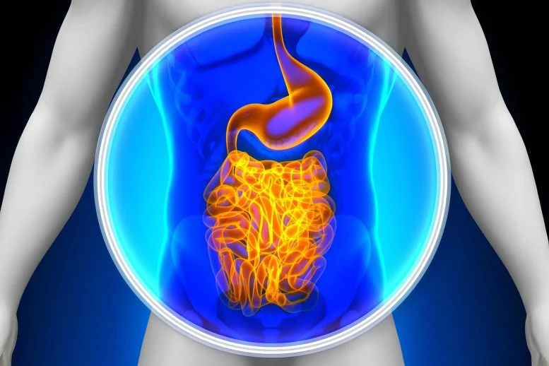 Medical X Ray Scan Human Guts Digestive System Crop 777  215 518 jpg