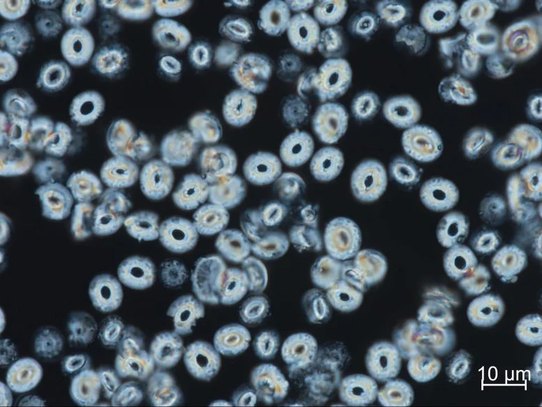 Microscope Image of Coccolithophore Calcite Plates 777  215 583 jpg