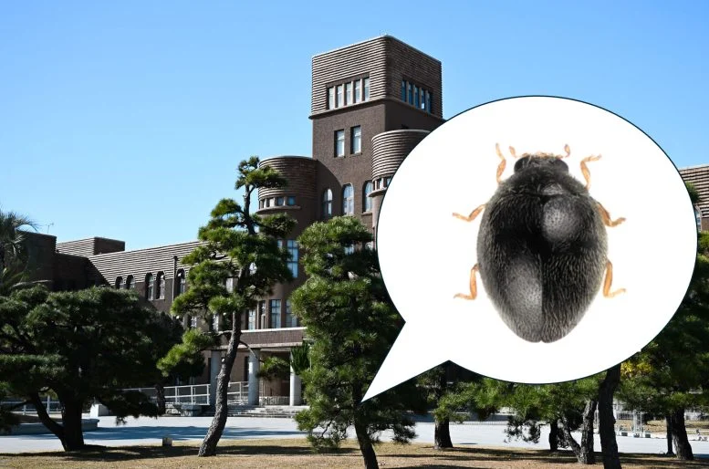 Parastethorus Pinicola Beetle at Kyushu University 777  215 514 jpg