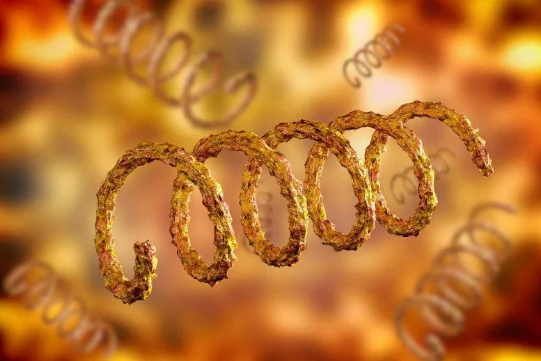 Syphilis Treponema pallidum Spiral Shaped Bacteria 777  215 518 jpg