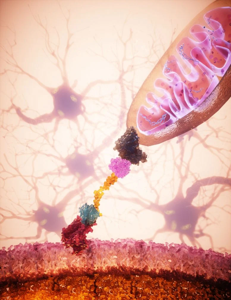 Targeted Mitochondrial Delivery 777  215 1010 jpg