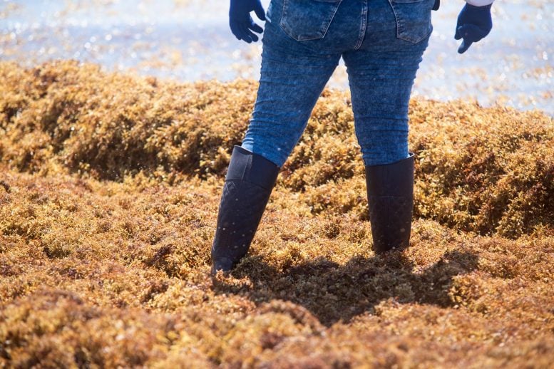 Woman Standing Sargassum Sea Grass Algae 777  215 518 jpg