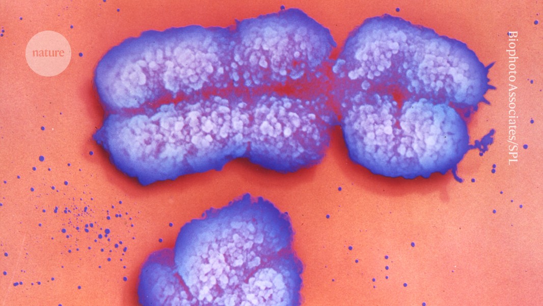 d41586 026 01256 7 52296502 jpg