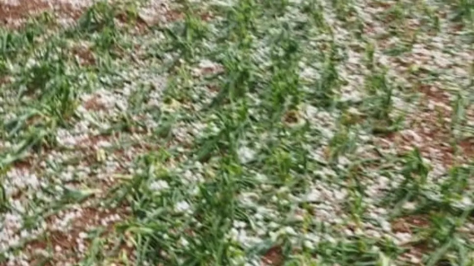 manar a89f7feb4c921aaf jpg