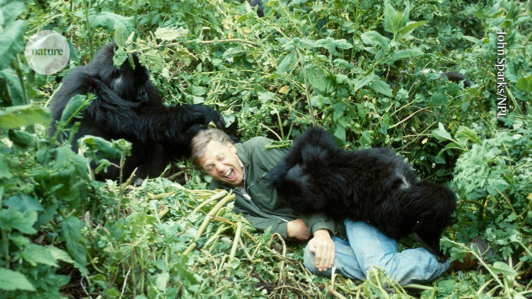 2026 05 08 attenborough 1 ledegorillas sm 1066  215 600 jpg