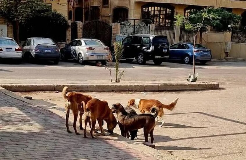 مصر.. القضاء على كلاب الشوارع خطير وملف أمن قومي