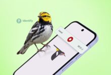 A Bird Perched On A Smartphone Showing The Merlin Bird Id App Recording Interface Over A Green Backg Avif