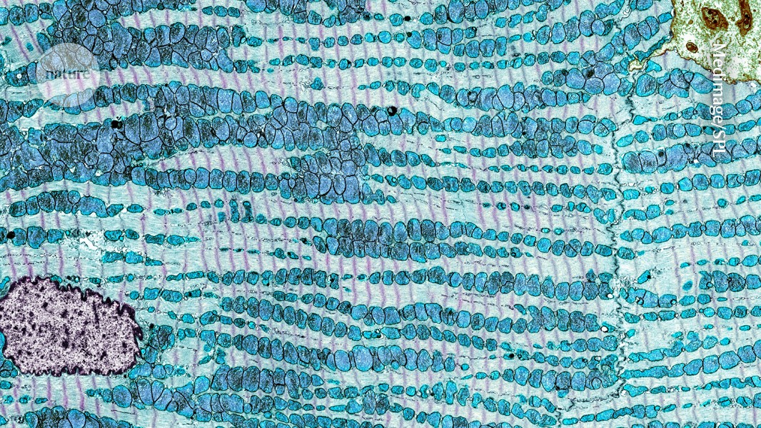 d41586 026 01598 2 52446984 jpg
