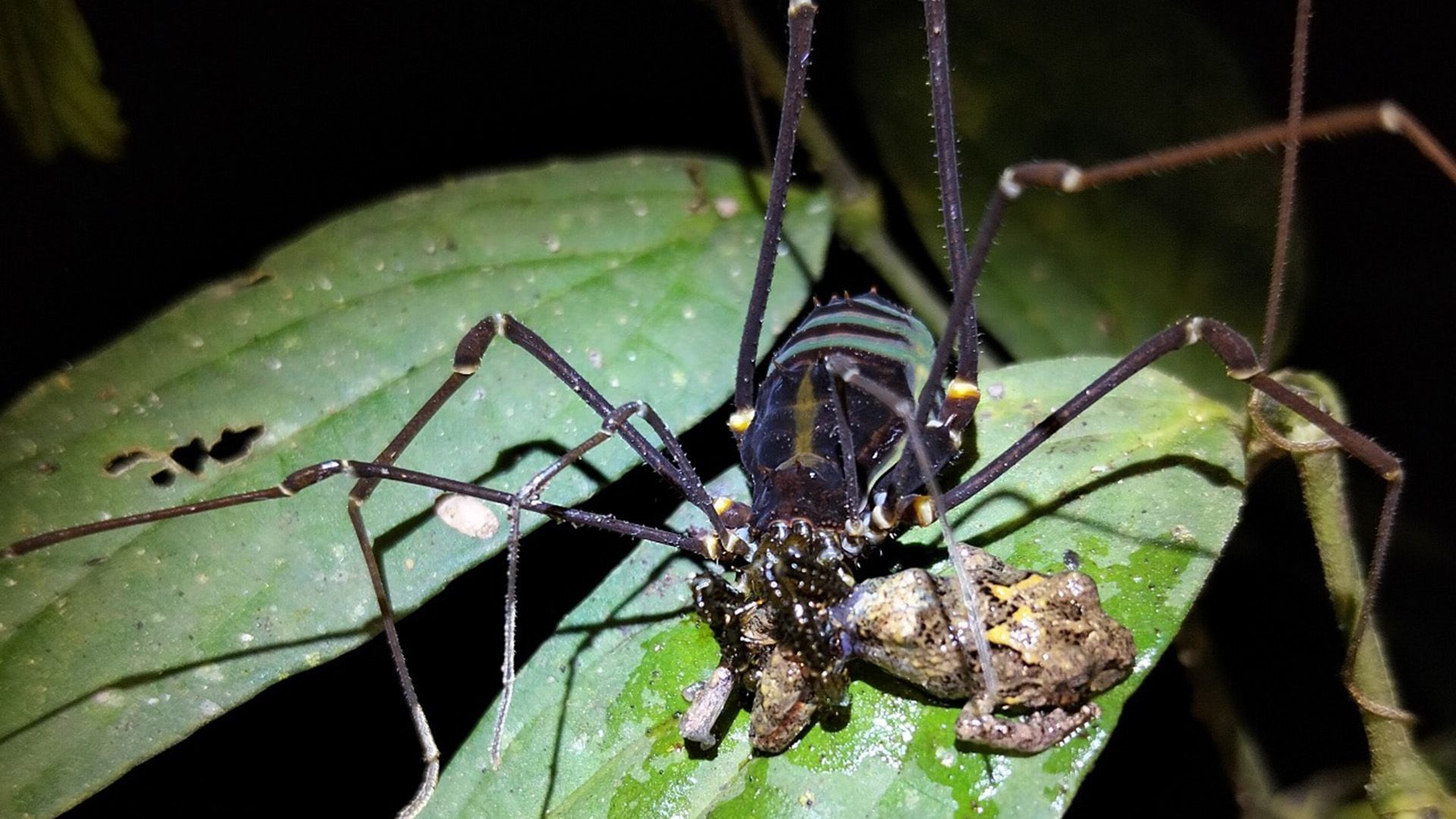 C4TykyhUxYHAMfK9U8ant7 1920 80 jpg