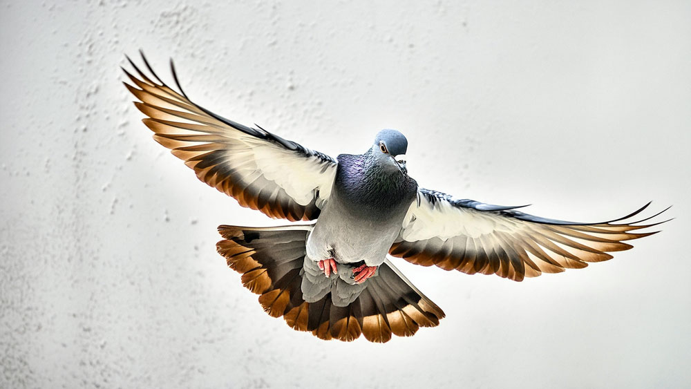 c4ed00331df583f503108da4ec5697ddfdb55a2d jpg