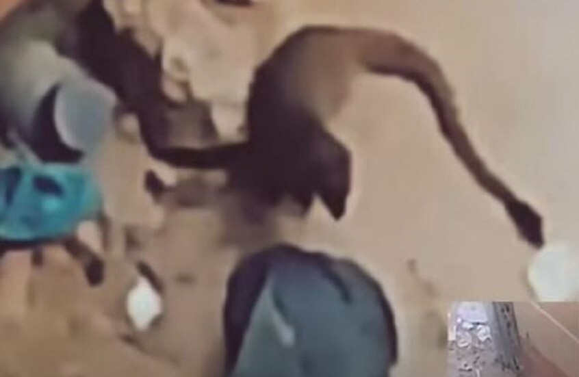 مصر.. ظهور حيوان 