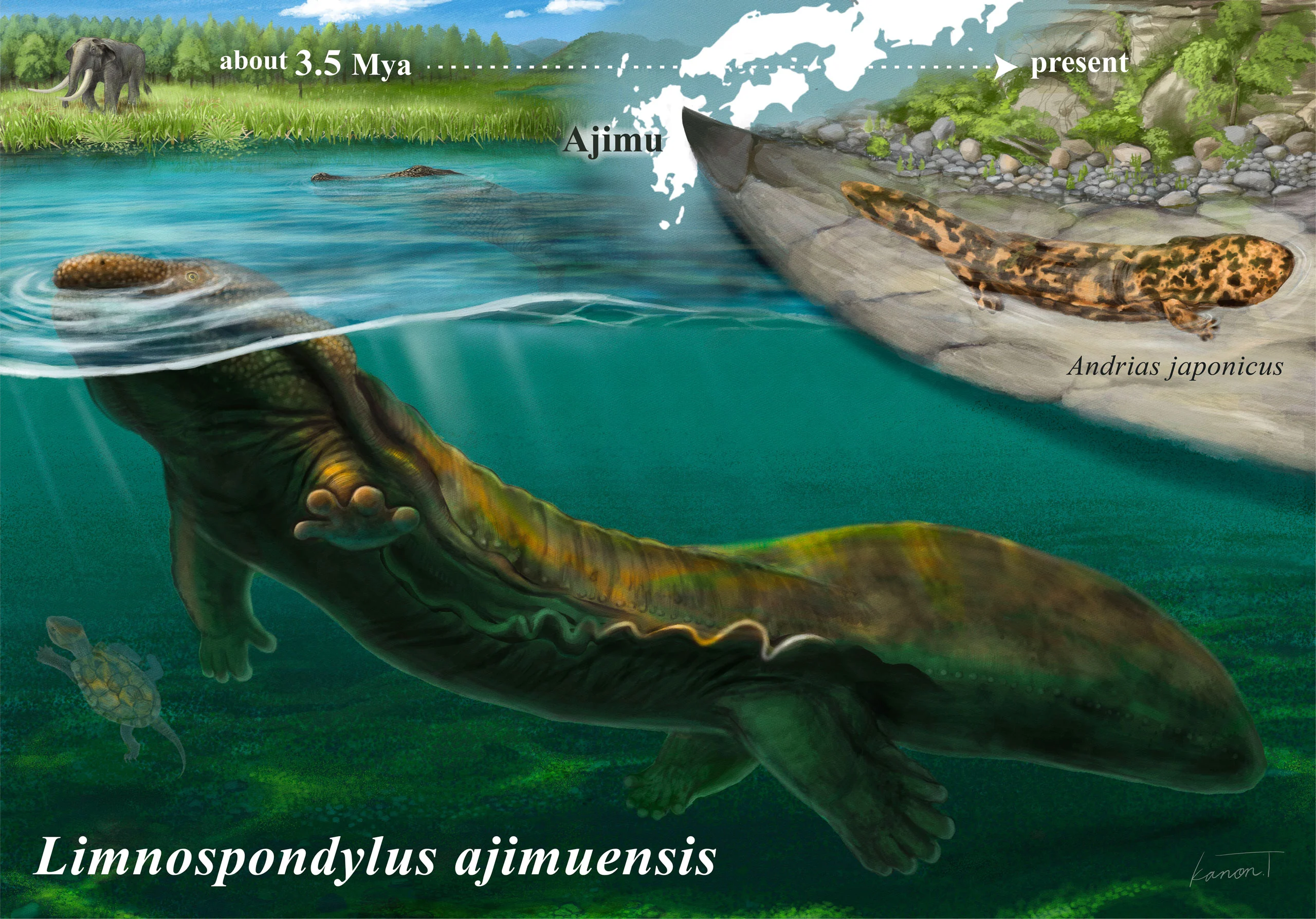 Ajimu Giant Salamander jpg