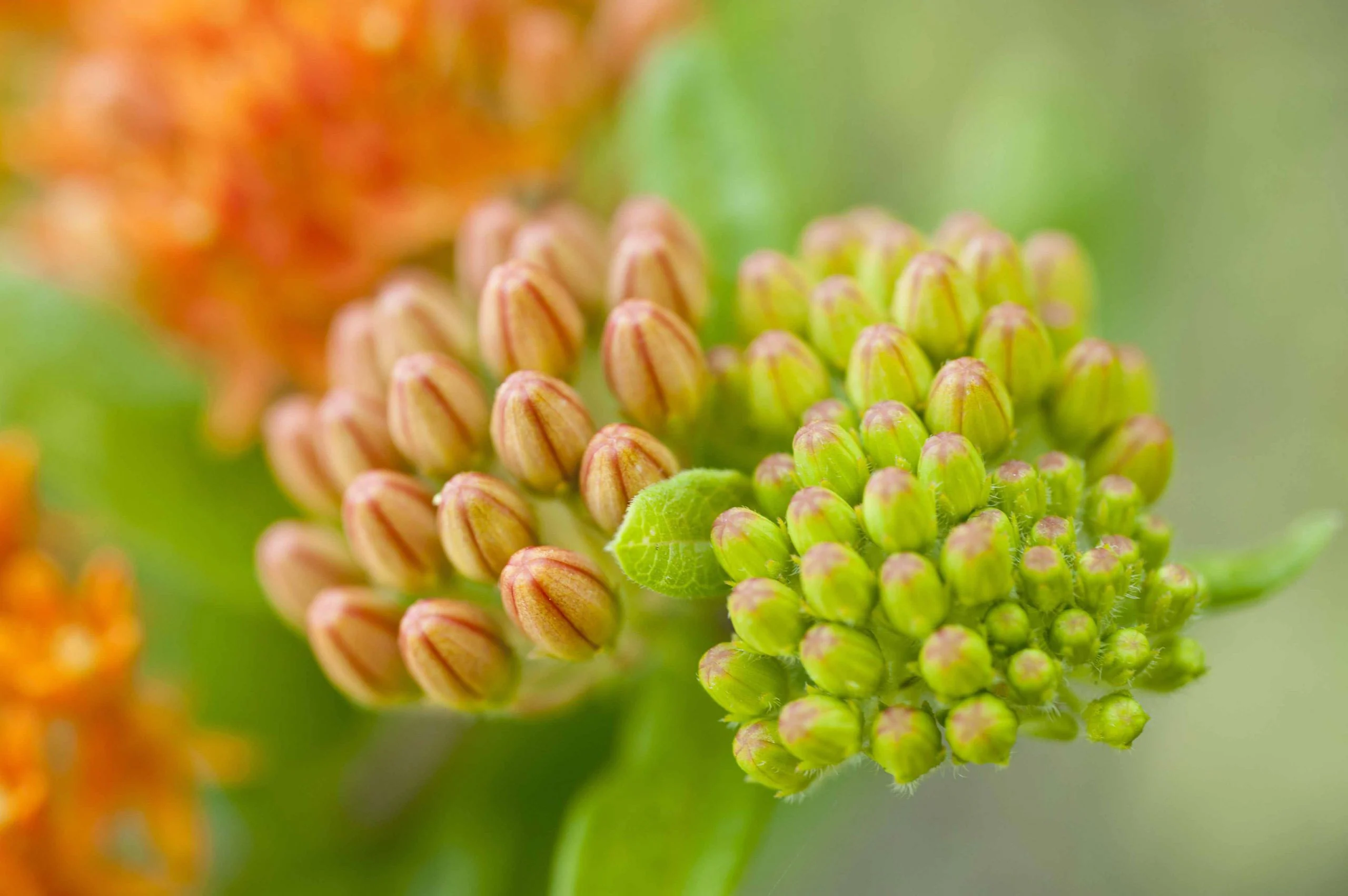 Asclepius Humistrata Sprouting jpg