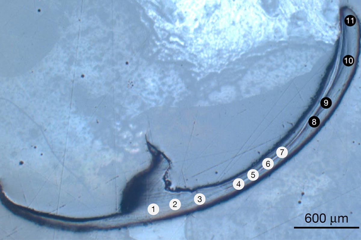 Bristle Worm Jaw Sample jpg