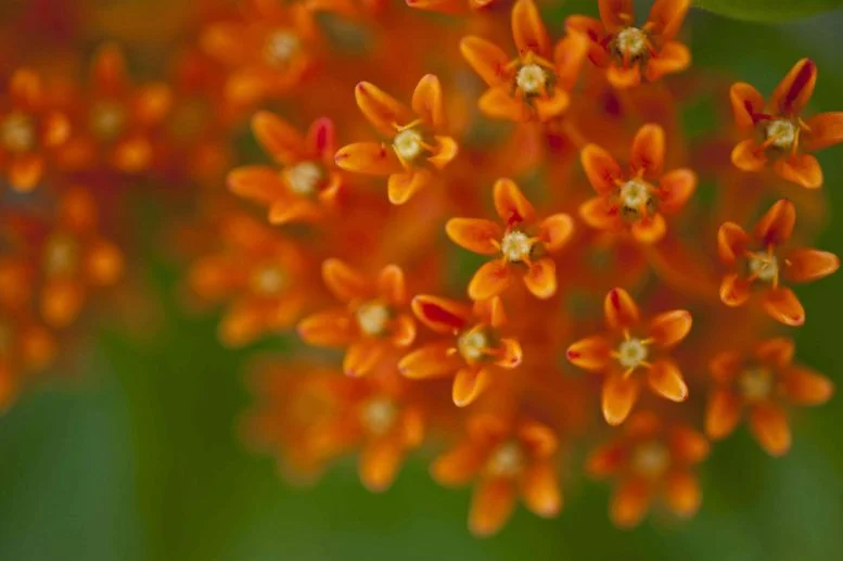 عشبة الفراشة Asclepias tuberosa