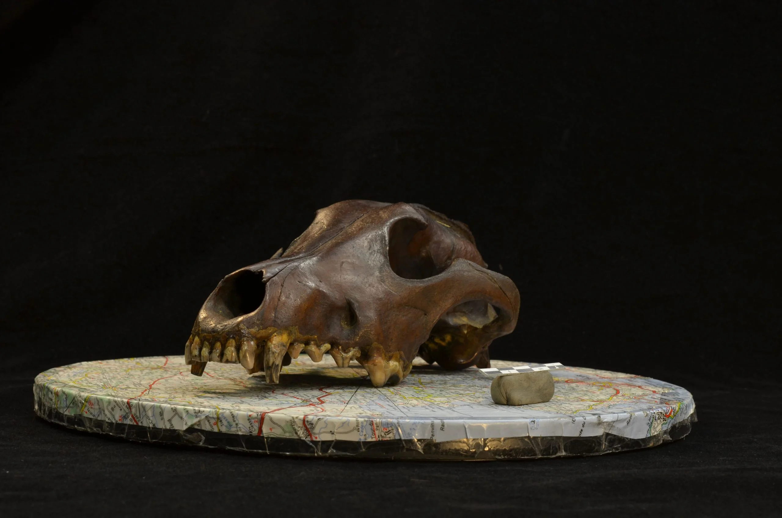 Canid Skull scaled jpg