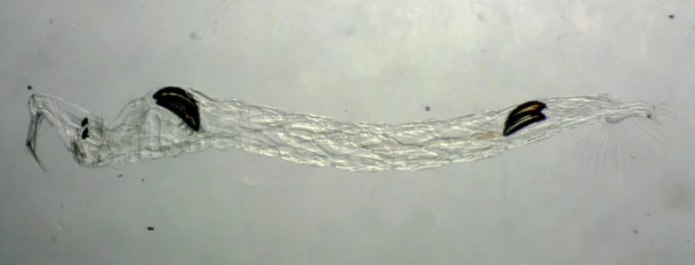 يرقة Chaoborus edulis تحت المجهر