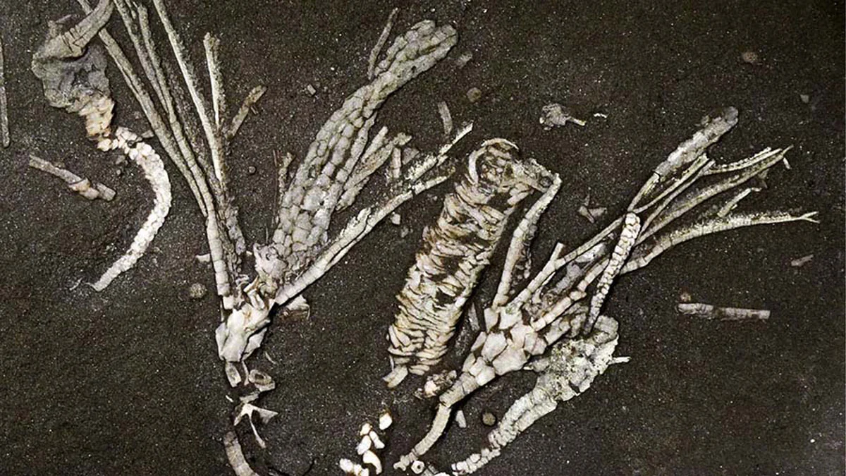 Crinoid Soft Tissue Fossil jpg