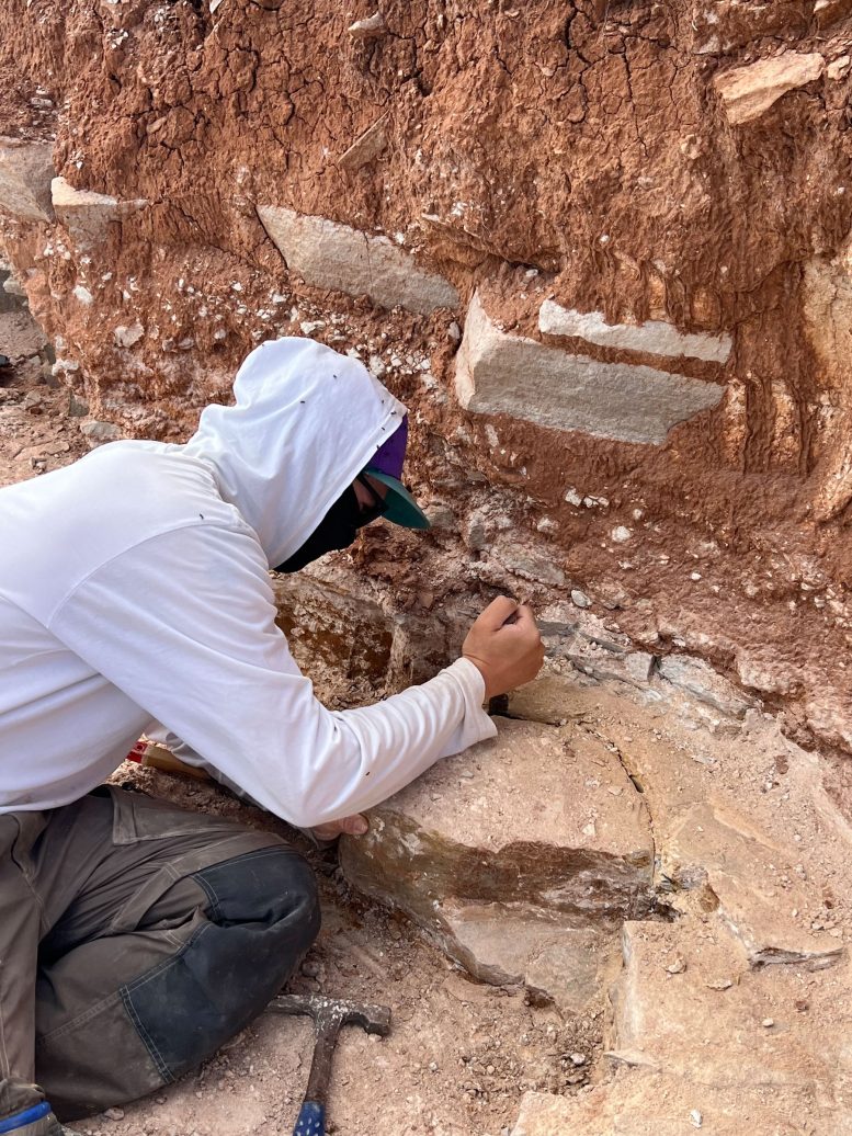 التنقيب عن الحفريات الإدياكارانية في جنوب أستراليا