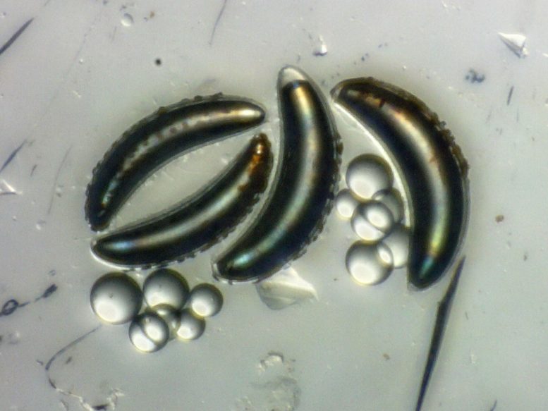 استئصال الأكياس الهوائية Chaoborus edulis