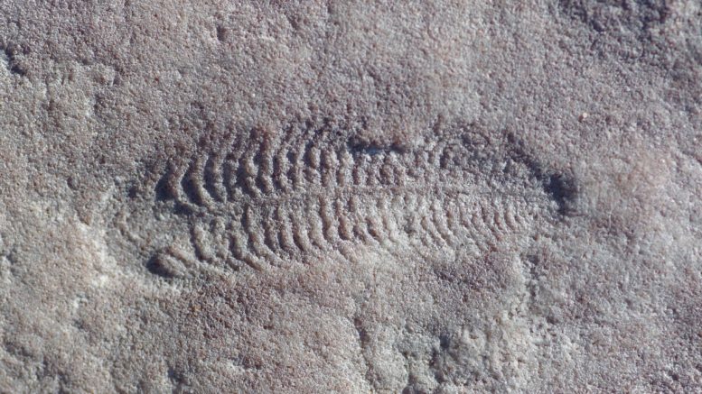أحفورة Spriggina floundersi تم جمعها في جنوب أستراليا