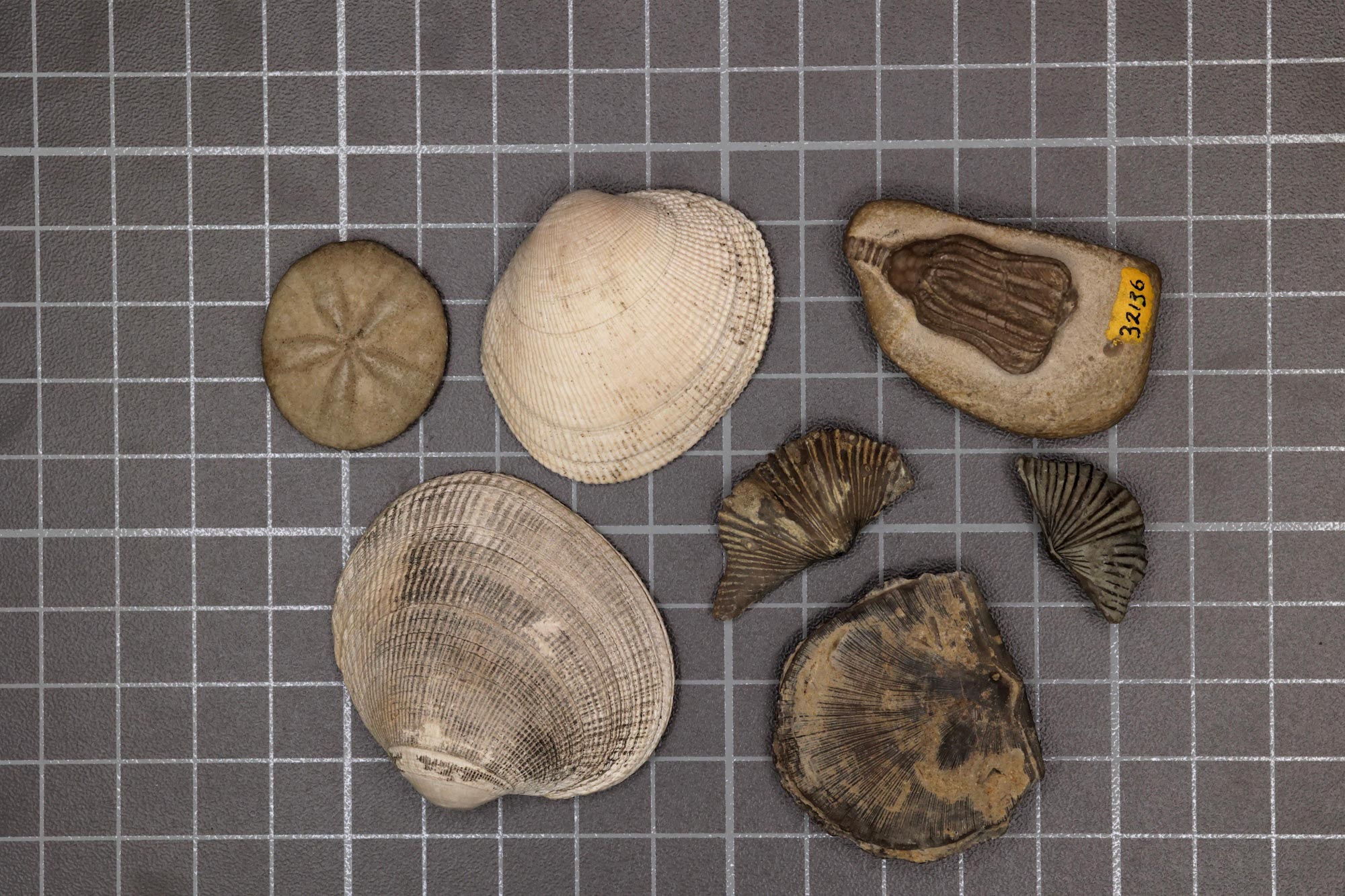 Modern and Paleozoic Fauna jpg