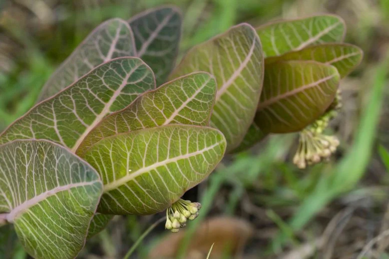 غابات الصنوبر، حشيشة اللبن، Asclepias humistrata