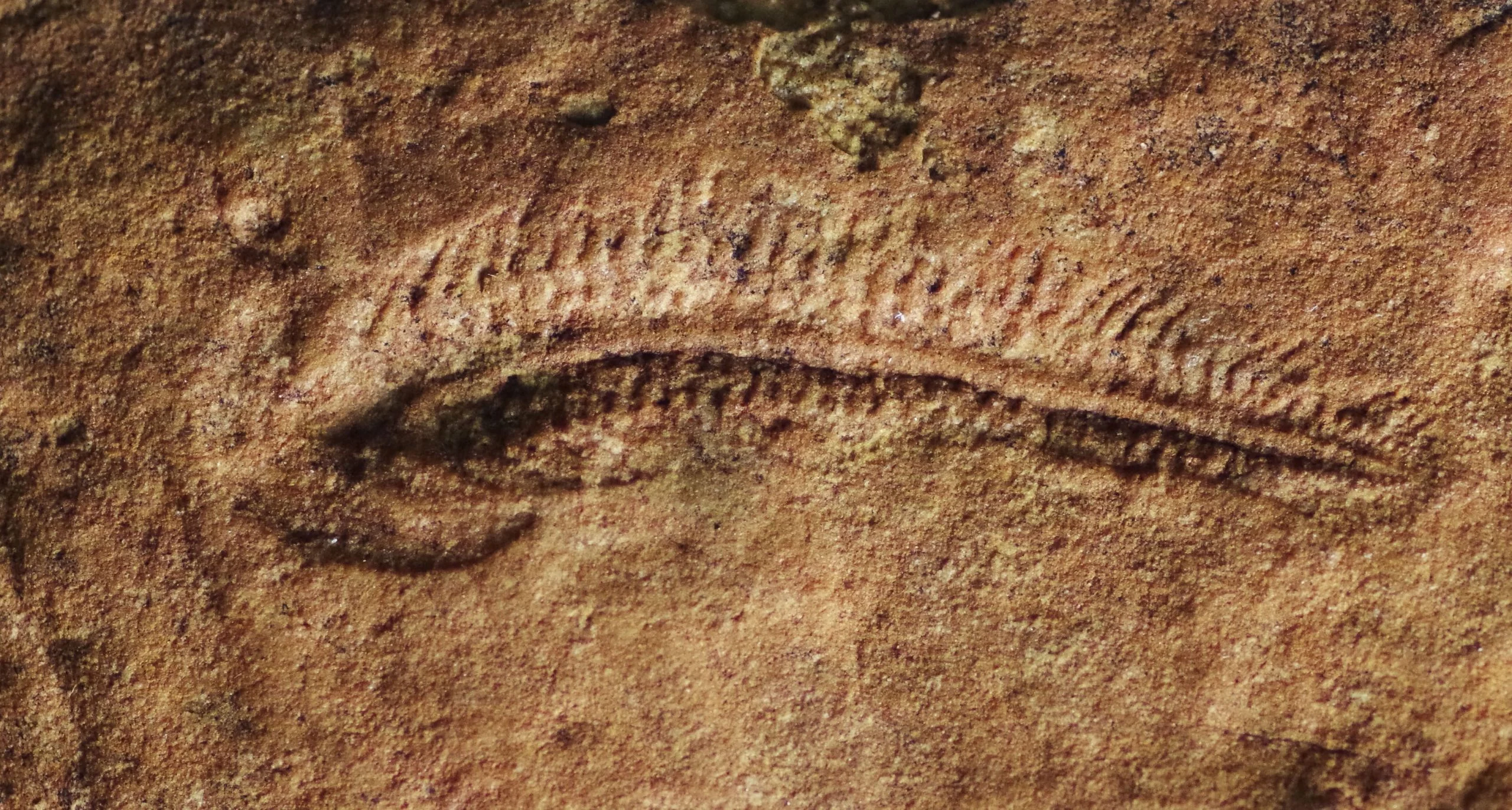 Spriggina floundersi Fossil Impression scaled jpg
