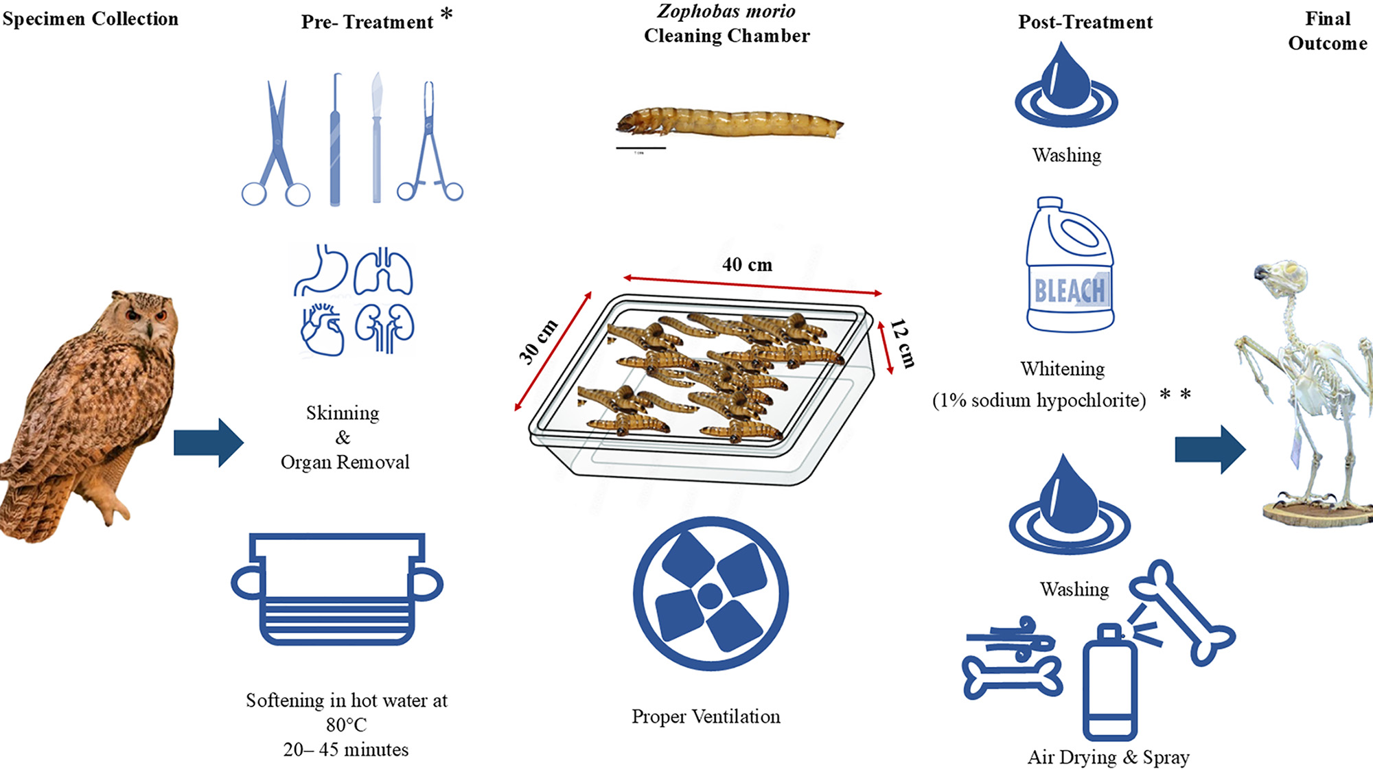 A diagram showing several steps for cleaning an owl skeleton.