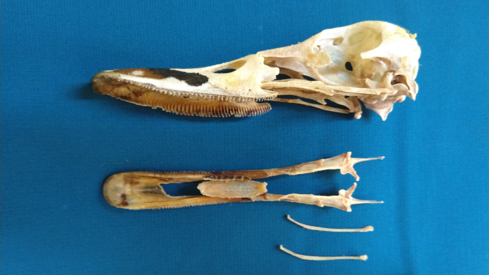A close up of two halves of a bird skull with delicate white bones next to it against a blue background