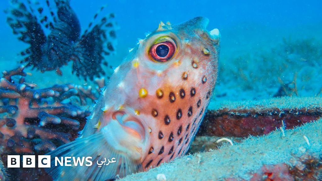 صورة مميزة: محمية العقبة البحرية: كيف وصلت إلى قائمة التراث العالمي؟