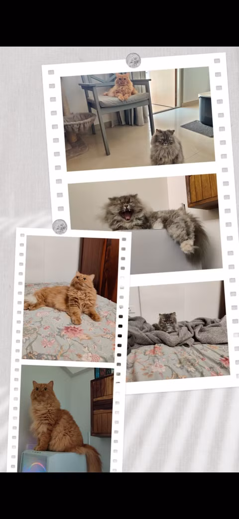 لقطة شاشة تعرض صورة مجمعة في صور Google