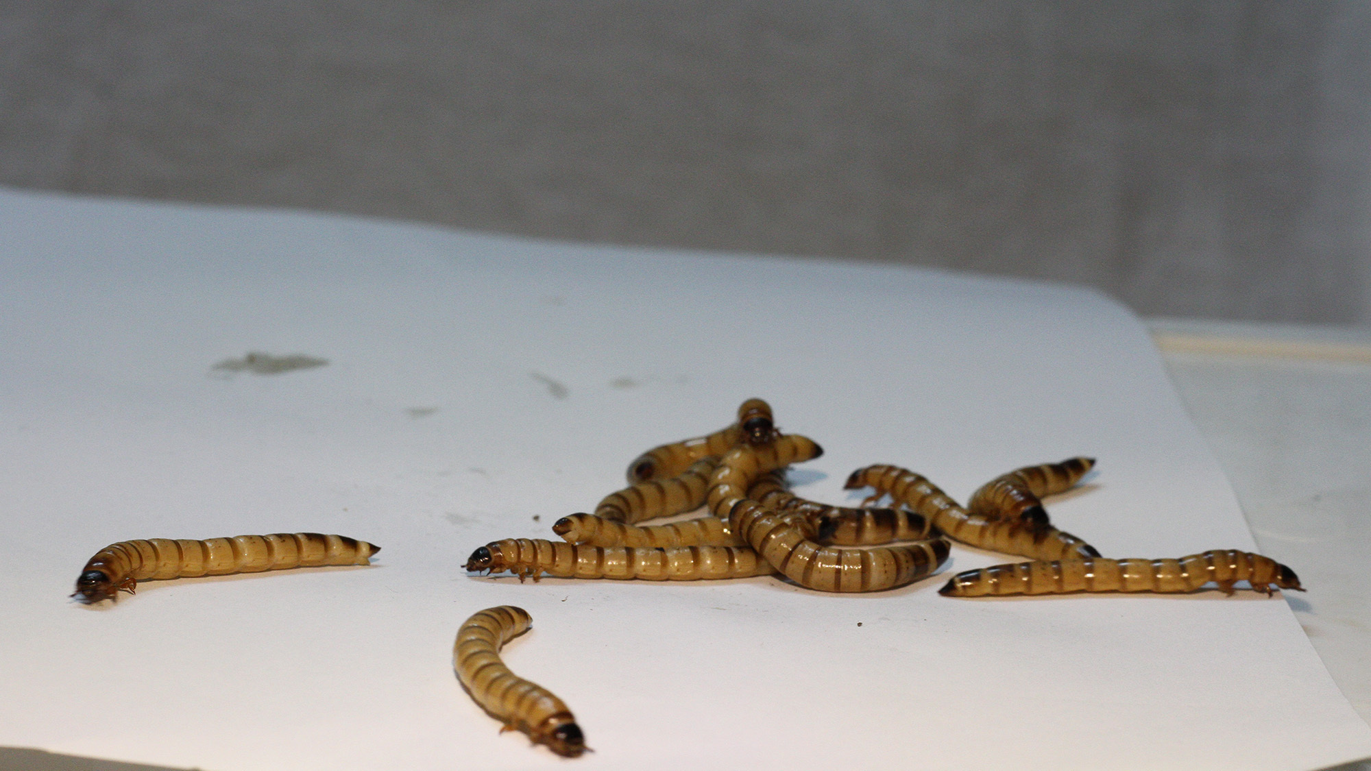 A close up of a series of brown worms on a white piece of paper.