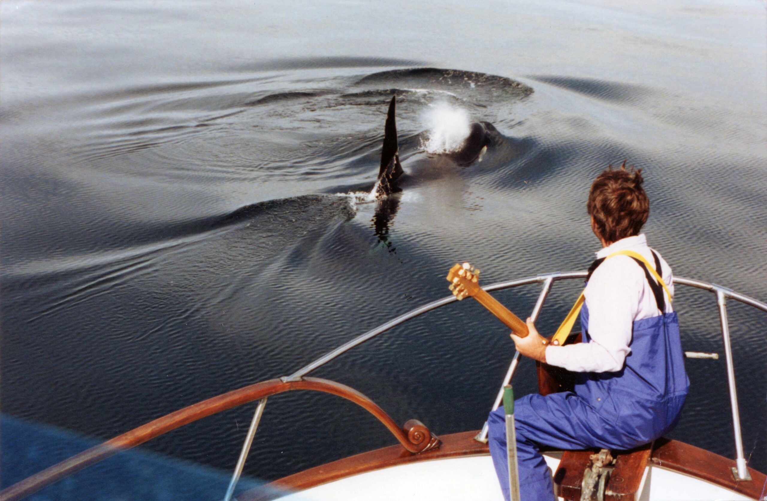 ‘They would come in with a chord change’: Composer Jim Nollman tells of his extraordinary interactions while jamming with orcas and other animals