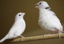 أنماط اللغة البشرية الموجودة في غناء الطيور والحيتان