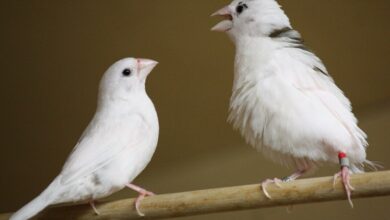 أنماط اللغة البشرية الموجودة في غناء الطيور والحيتان أنماط اللغة البشرية الموجودة في غناء الطيور والحيتان